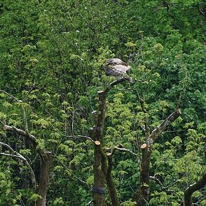 Western Eurasian griffon vulture (Gyps fulvus fulvus)