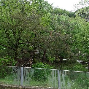 Red panda / muntjac enclosure
