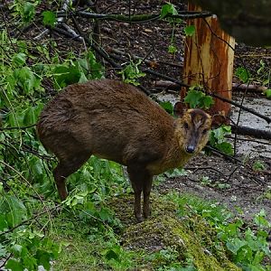 Reeves' muntjac (Muntiacus reevesi)