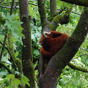 Nepalese red panda (Ailurus fulgens)