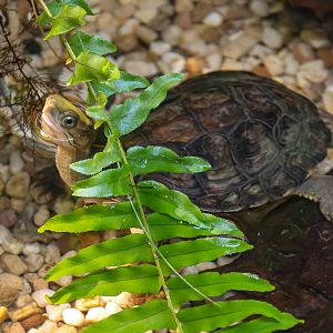 Yellow-headed box turtle (Cuora aurocapitata)