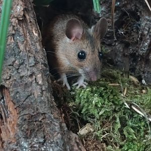 Wood Mouse 22/6/24