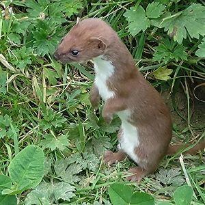 Weasel 22/6/24