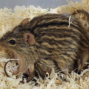 Barbary stiped grass mouse - female with young