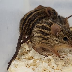 Barbary striped grass mice - juveniles
