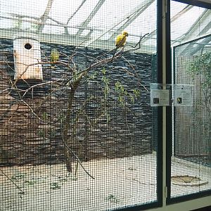 Golden conure, Northern festive amazon and Red-crested cardinal aviary, 2024-05-22