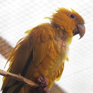 Golden conure (Guaruba guarouba), 2024-05-22