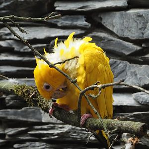Golden conure (Guaruba guarouba), 2024-05-23