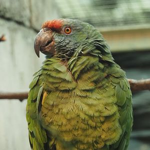 Northern festive amazon (Amazona festiva bodini), 2024-05-22