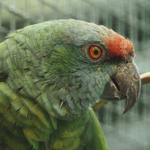 Northern festive amazon (Amazona festiva bodini), 2024-05-23
