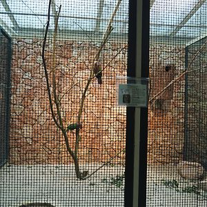 Northern red-fan parrot aviary, 2024-05-22