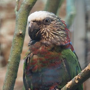 Northern red-fan parrot (Deroptyus accipitrinus accipitrinus), 2024-05-22