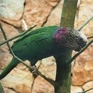 Northern red-fan parrot (Deroptyus accipitrinus accipitrinus), 2024-05-22
