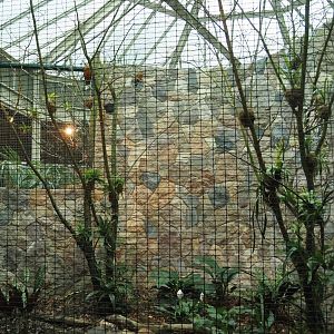 Capuchinbird aviary, 2024-05-22