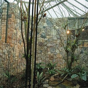 Capuchinbird aviary, 2024-05-22