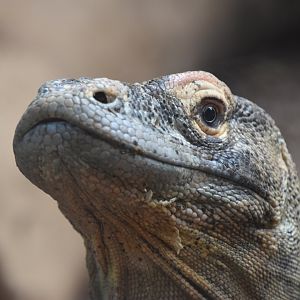Komodo dragon, Varanus komodoensis