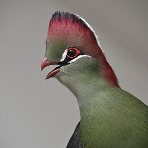 Fischer's turaco, Tauraco fischeri