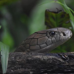 King cobra, Ophiophagus hannah
