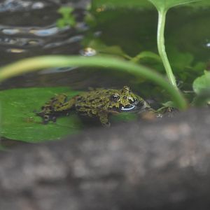 Small-webbed bell toad, Bombina microdeladigitora