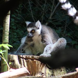 Ring-tailed lemur