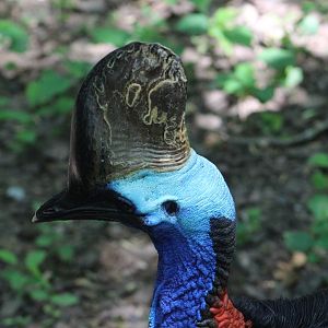 Southern cassowary