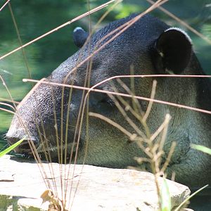 Baird's tapir