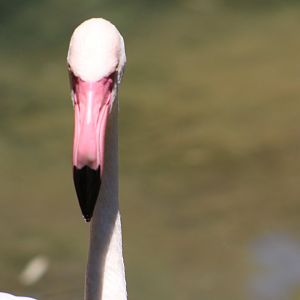 Greater flamingo