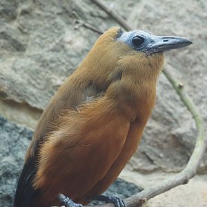 Capuchinbird (Perissocephalus tricolor), 2024-05-22