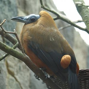 Capuchinbird (Perissocephalus tricolor), 2024-05-23