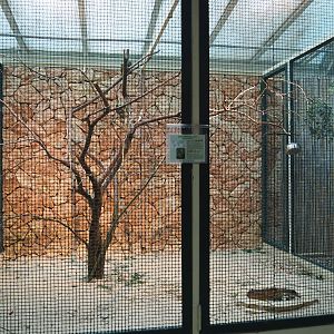 Vinaceous-breasted amazon aviary, 2024-05-22