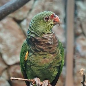 Vinaceous-breasted amazon (Amazona vinacea), 2024-05-22