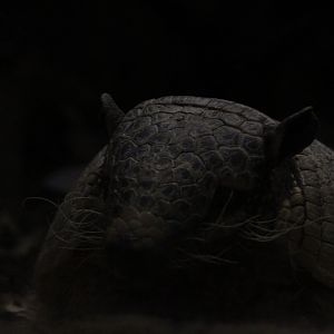 Six-banded armadillo