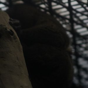 Potto (Unknown species)