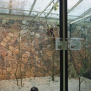 Slender-billed parakeet and Elegant-crested tinamou aviary, 2024-05-22