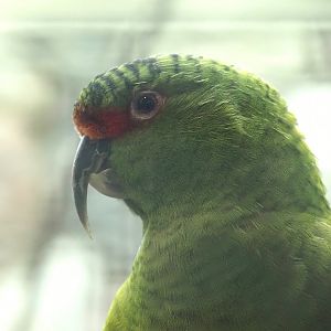 Slender-billed parakeet (Enicognathus leptorhynchus), 2024-05-22