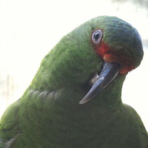 Slender-billed parakeet (Enicognathus leptorhynchus), 2024-05-23