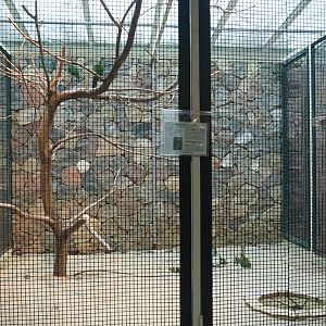 Blue-bellied parrot aviary, 2024-05-22