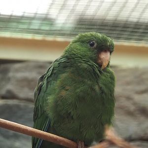 Female Blue-bellied parrot (Triclaria malachitacea), 2024-05-22