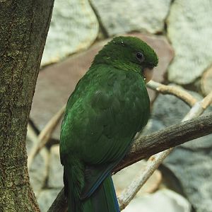 Female Blue-bellied parrot (Triclaria malachitacea), 2024-05-23