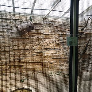 Illiger's macaw aviary, 2024-05-22