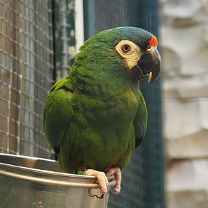 Illiger's macaw (Primolius maracana), 2024-05-22