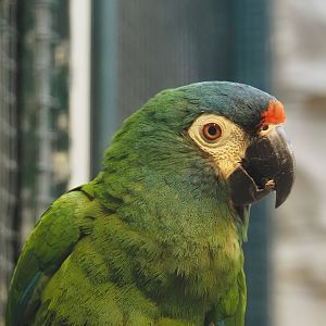 Illiger's macaw (Primolius maracana), 2024-05-22