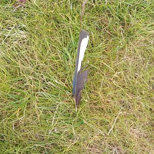 Rock dove feather?