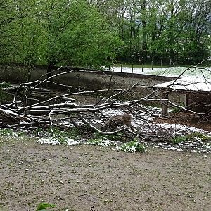 Forest reindeer enclosure