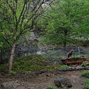 First chamois enclosure with third enclosure in the back