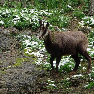 Alpine chamois (Rupicapra rupicapra)