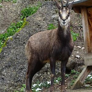 Alpine chamois (Rupicapra rupicapra)
