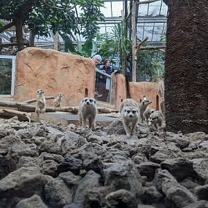 Meerkat Mob