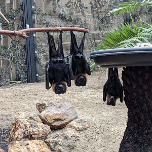 Flying Foxes