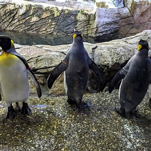 King Penguins
